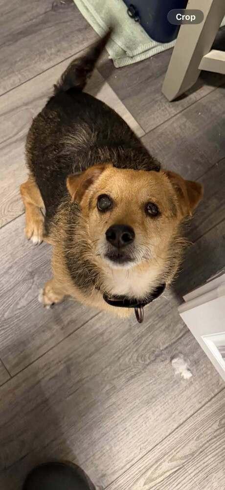Enlarge Louis, a Adoptable mixed breed in Huntington, NY image 2/4