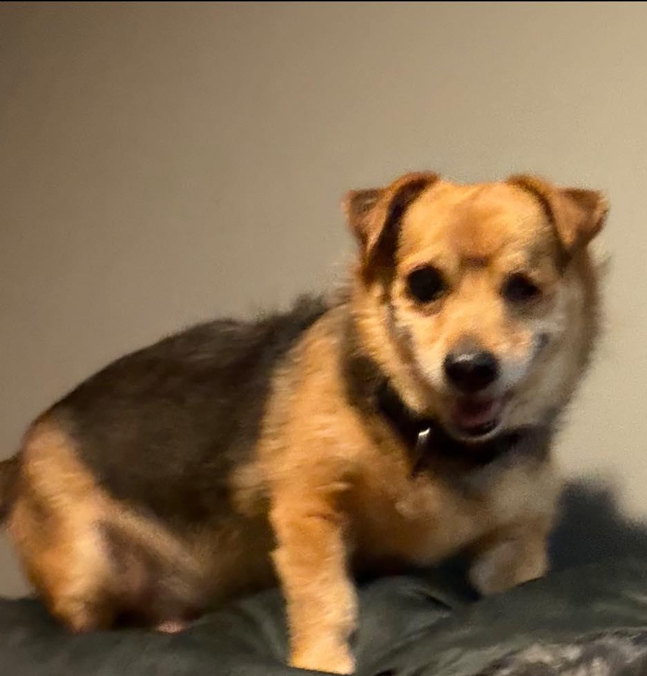 Enlarge Louis, a Adoptable mixed breed in Huntington, NY image 3/4