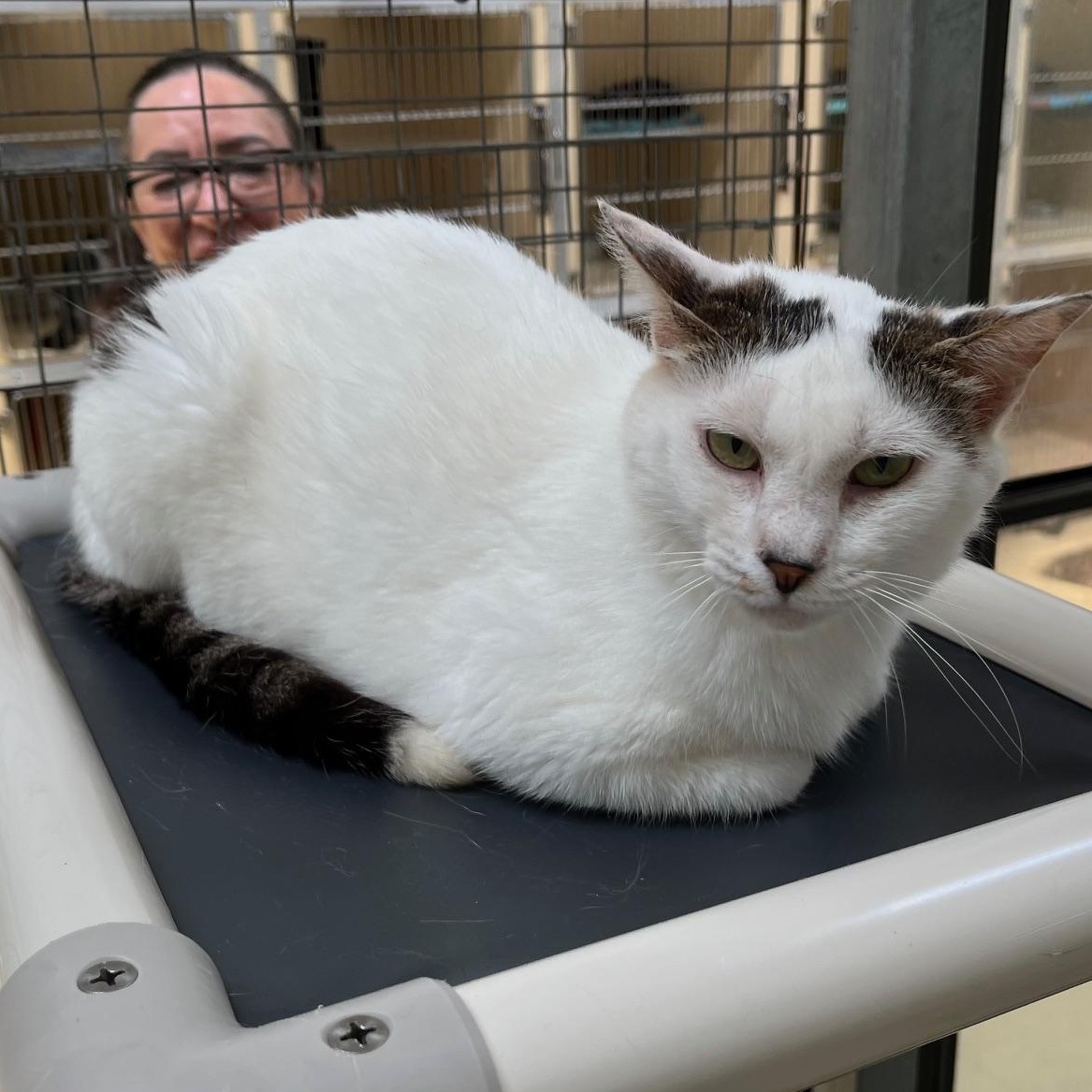 Enlarge Jayco, a Adoptable Tabby in Clarksville, VA image 2/6