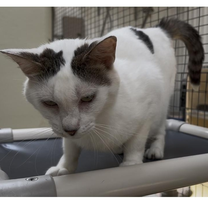 Enlarge Jayco, a Adoptable Tabby in Clarksville, VA image 3/6