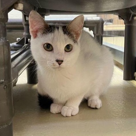 Enlarge Jayco, a Adoptable Tabby in Clarksville, VA image 6/6