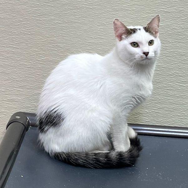 Jayco, Adoptable, Adult Female Tabby.