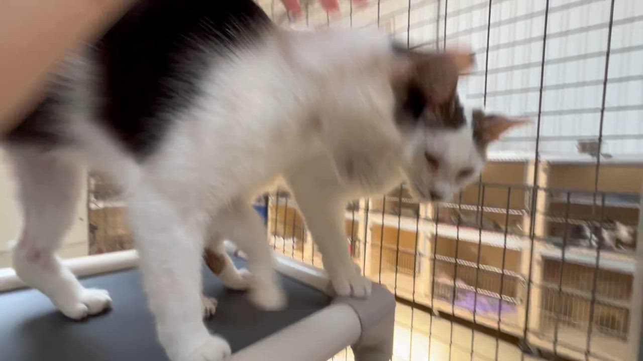 Enlarge Jayco, a Adoptable Tabby in Clarksville, VA video 4/6