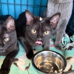 Enlarge Olivia, an adopted Domestic Short Hair in Midland, MI image 3/6