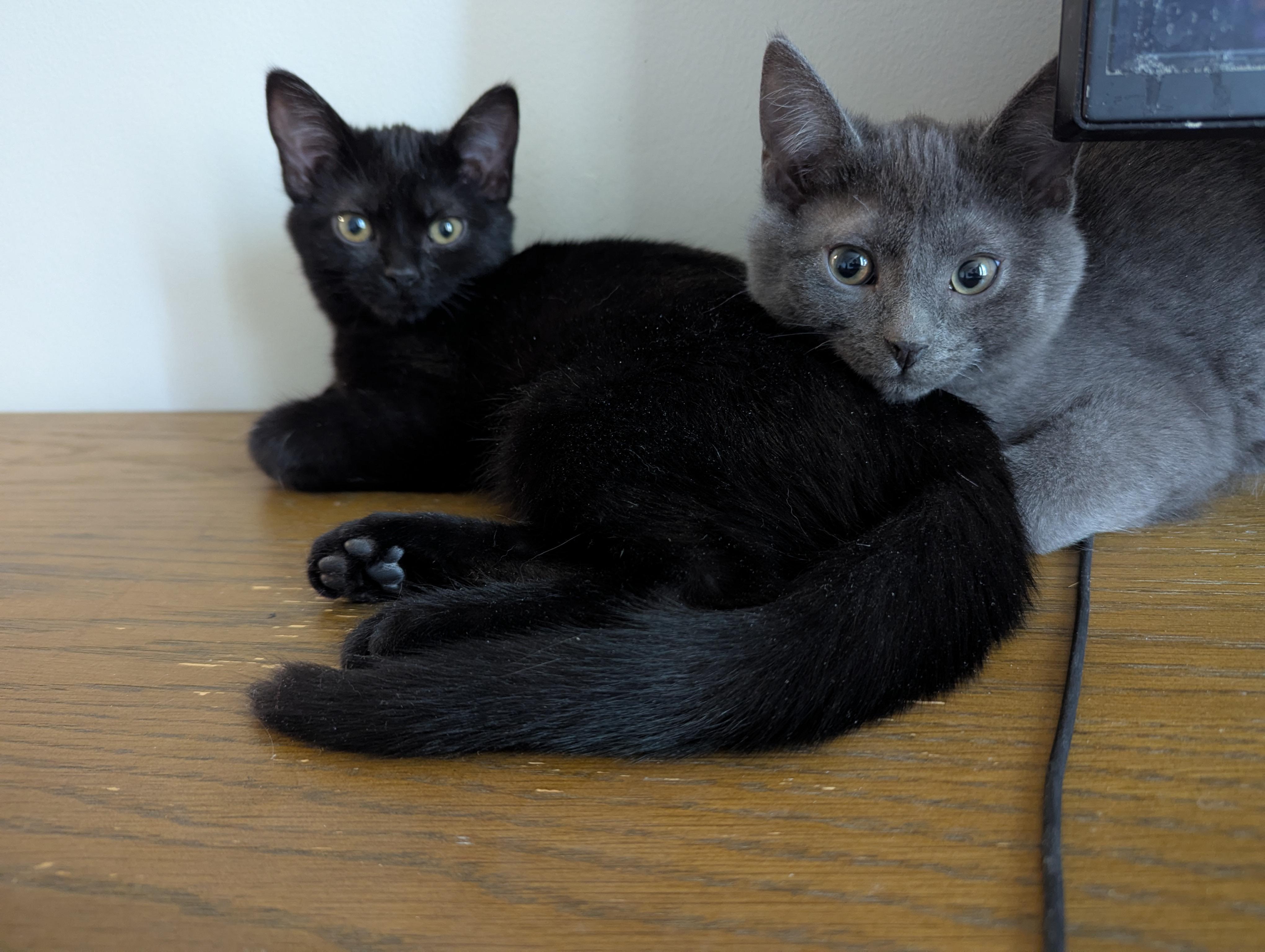 Enlarge Olivia, an adopted Domestic Short Hair in Midland, MI image 5/6