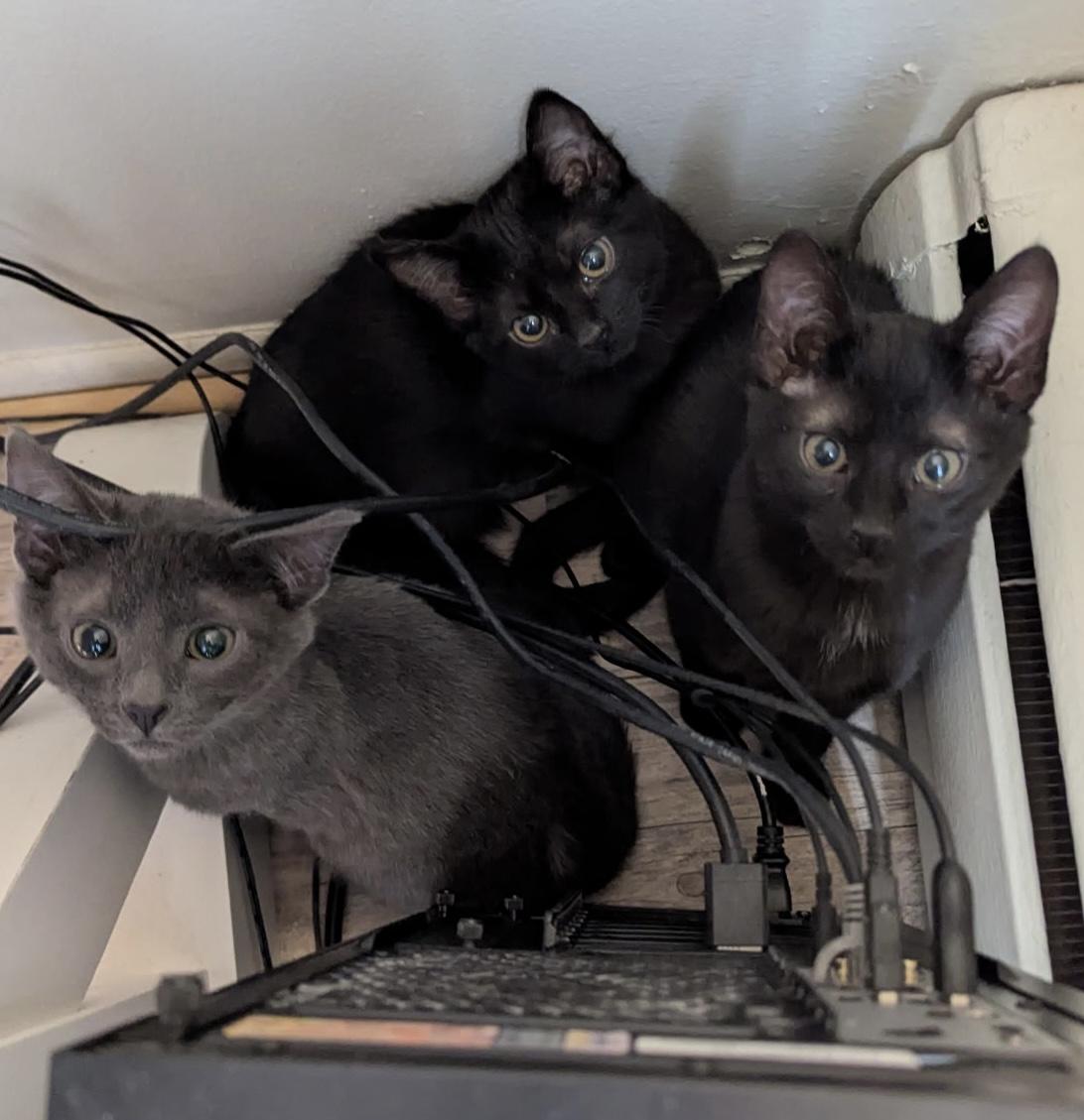 Enlarge Olivia, an adopted Domestic Short Hair in Midland, MI image 4/6