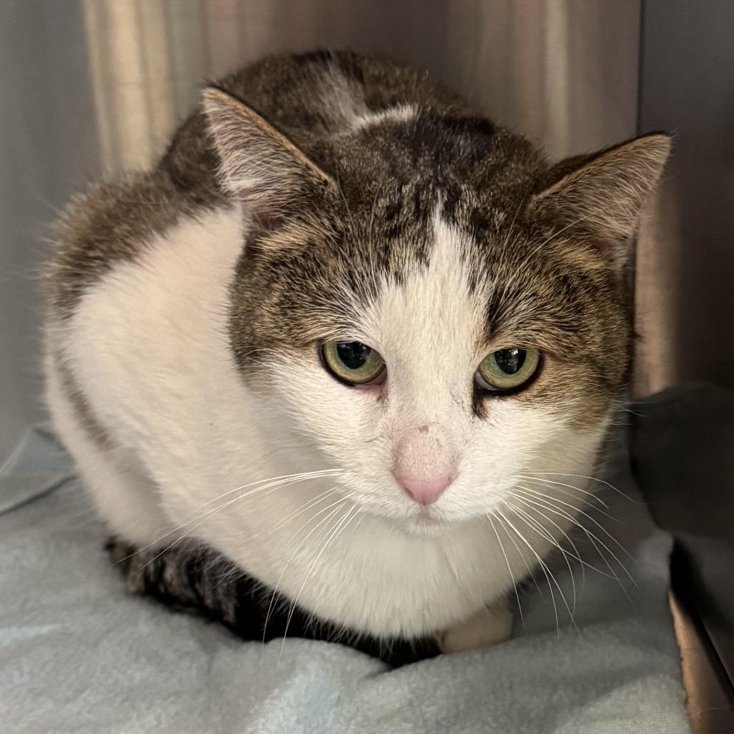 Enlarge Milo, a Adoptable Domestic Short Hair in Lakewood, CO image 2/6