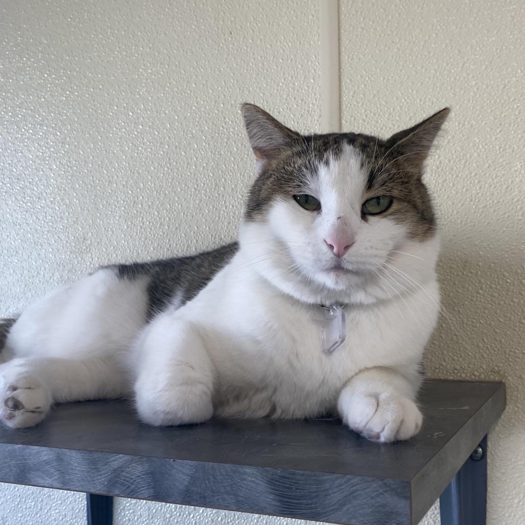 Enlarge Milo, a Adoptable Domestic Short Hair in Lakewood, CO image 4/6