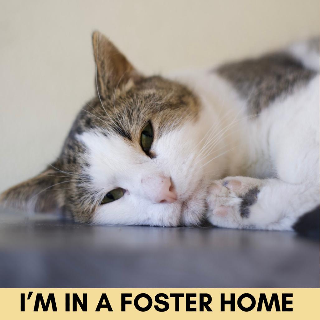 Enlarge Milo, a Adoptable Domestic Short Hair in Lakewood, CO image 5/6