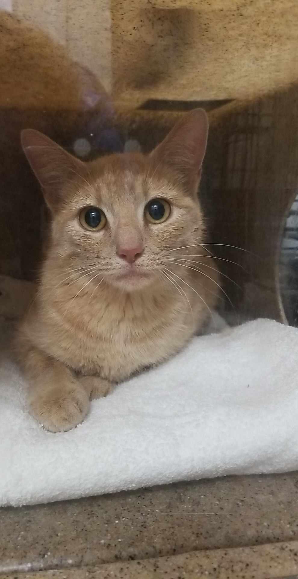 Enlarge Bobbi, a Adoptable American Bobtail in Burlington, NC image 2/5