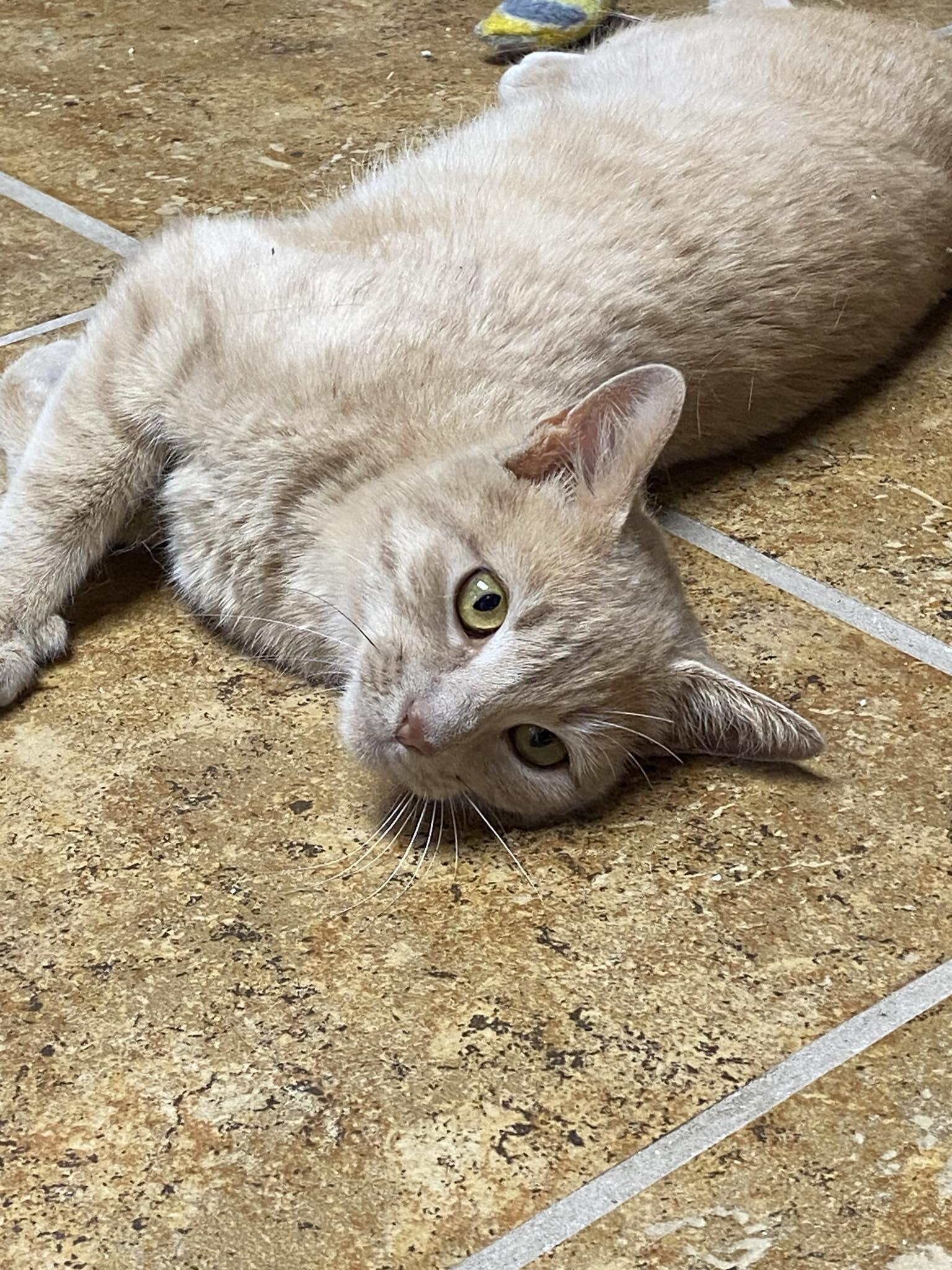 Enlarge Bobbi, a Adoptable American Bobtail in Burlington, NC image 5/5