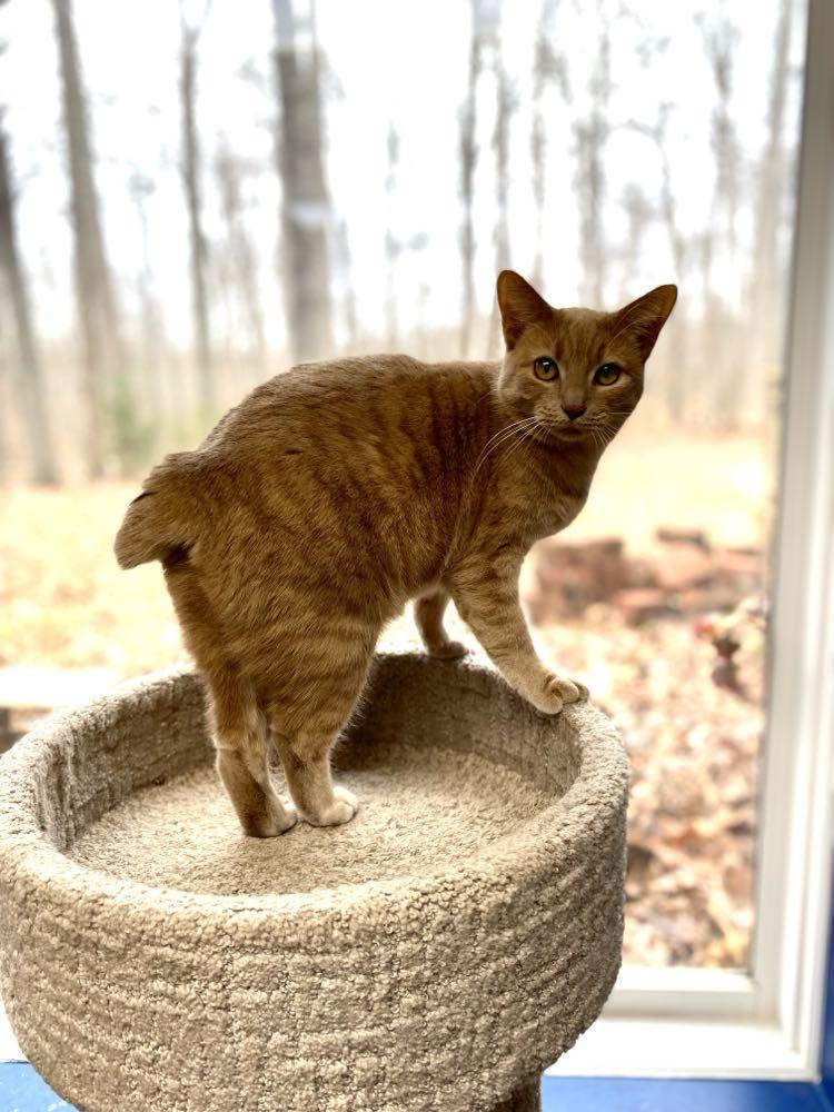 Enlarge Bobbi, a Adoptable American Bobtail in Burlington, NC image 4/5