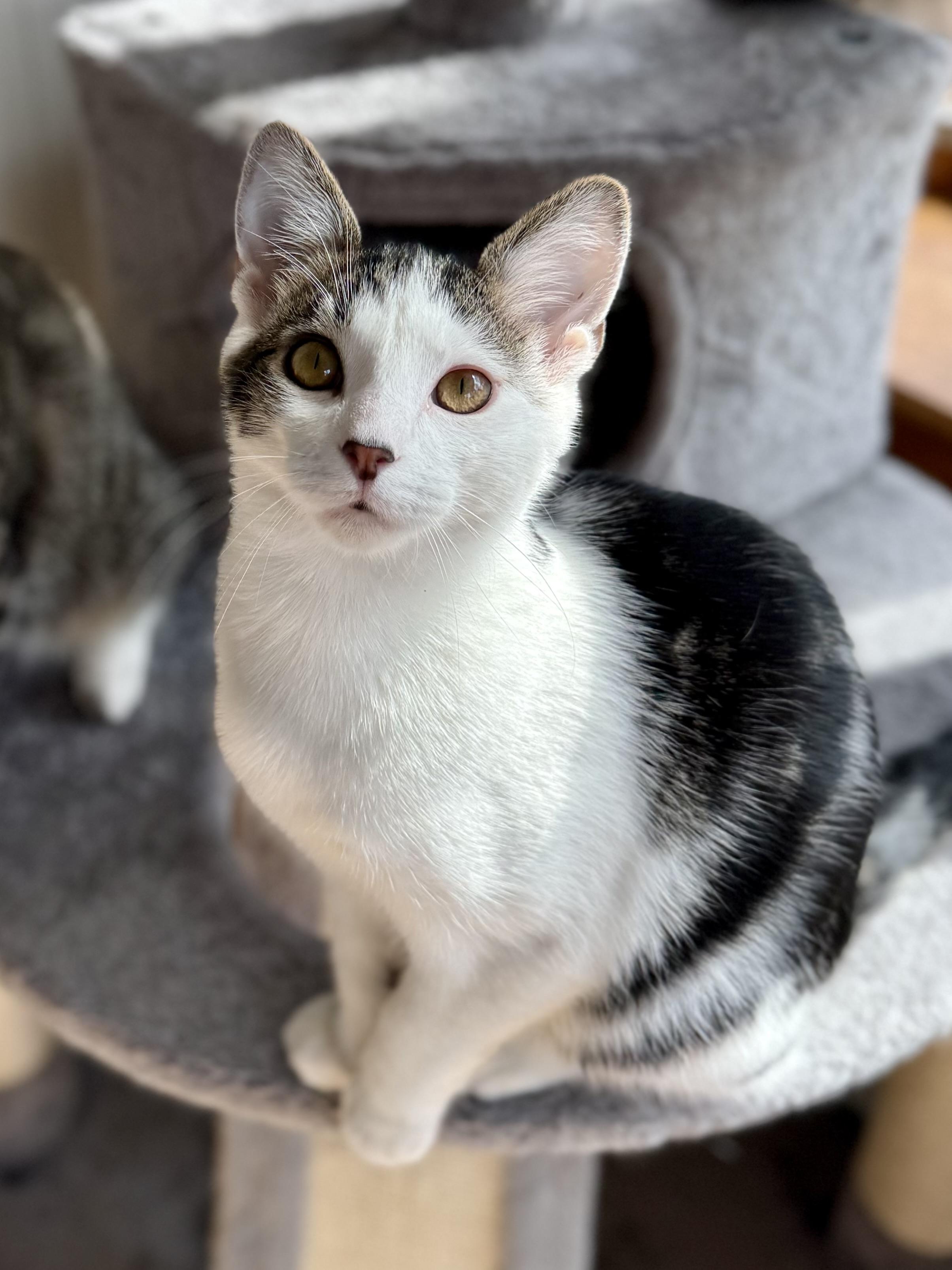 Enlarge Michael Cheche, a Adoptable mixed breed in Salem, OH image 5/5