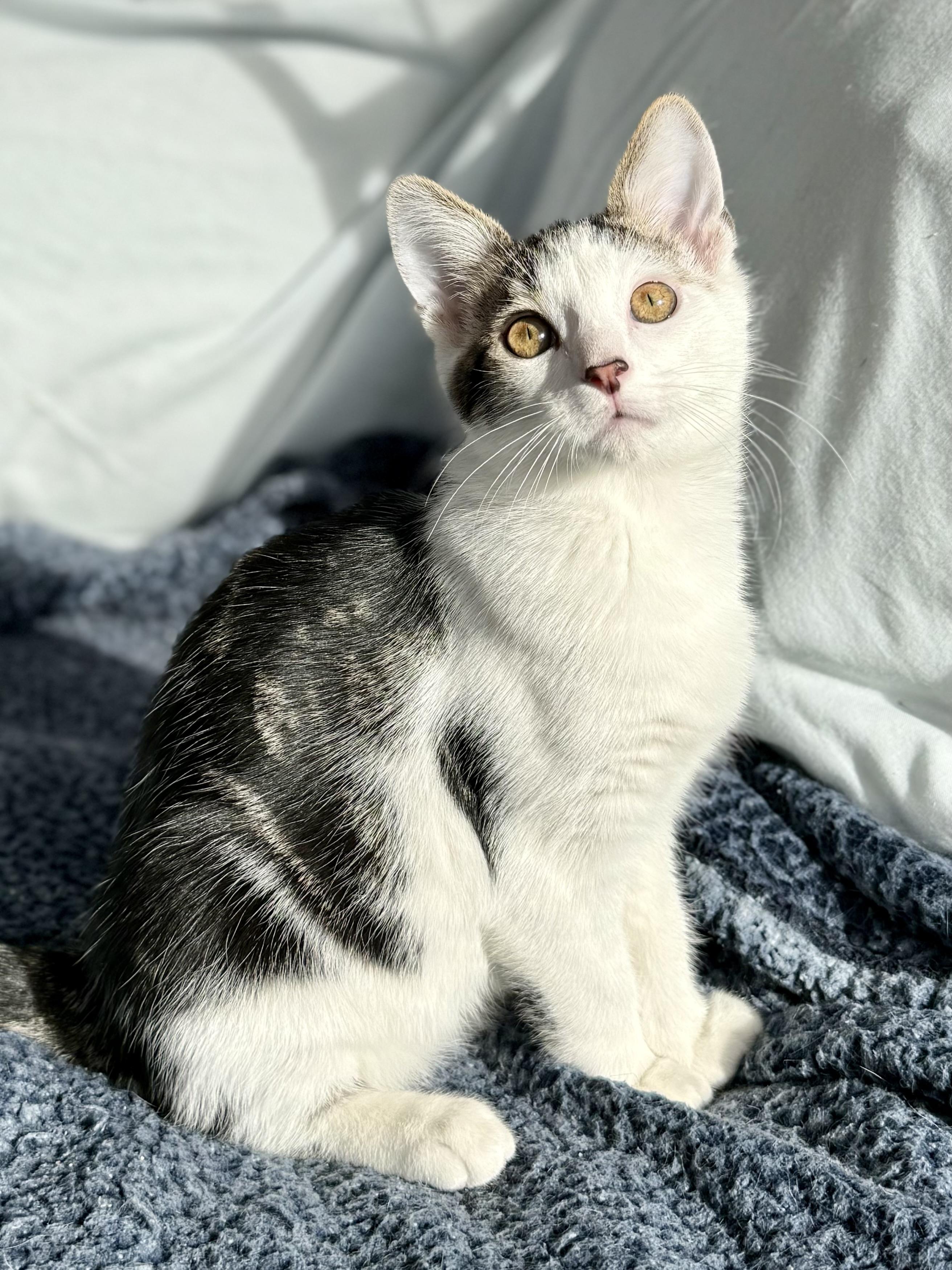 Enlarge Michael Cheche, a Adoptable mixed breed in Salem, OH image 4/5