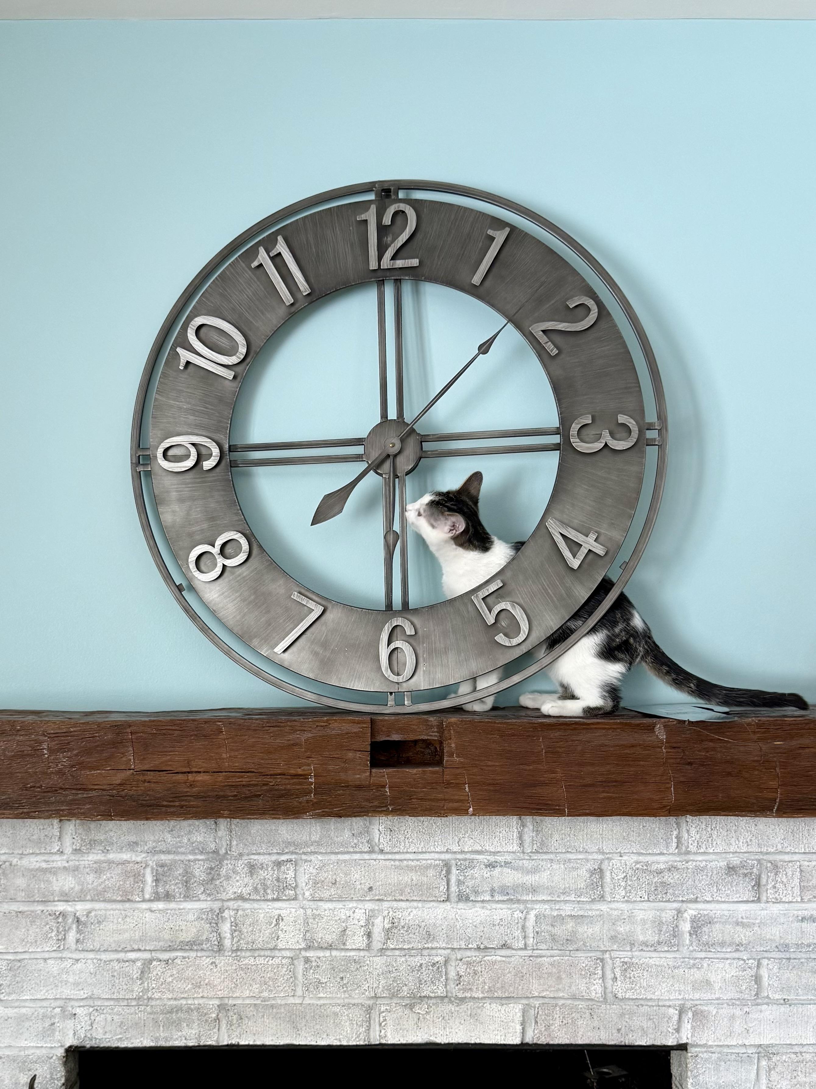 Enlarge Michael Cheche, a Adoptable mixed breed in Salem, OH image 2/5