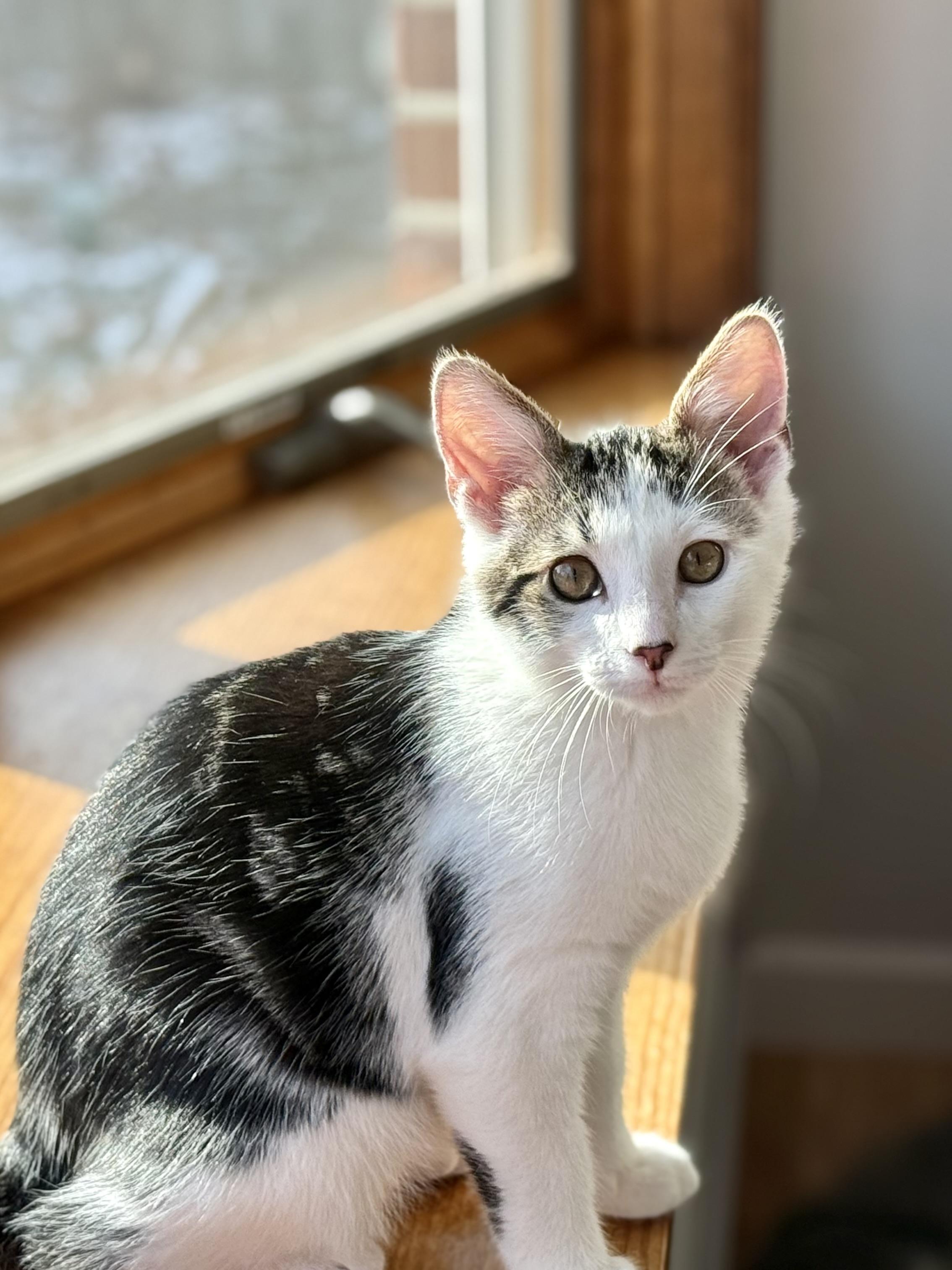 Enlarge Michael Cheche, a Adoptable mixed breed in Salem, OH image 1/5