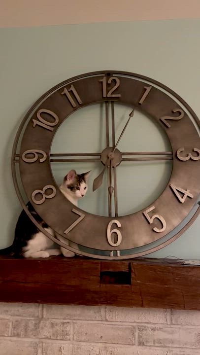 Enlarge Michael Cheche, a Adoptable mixed breed in Salem, OH video 3/5