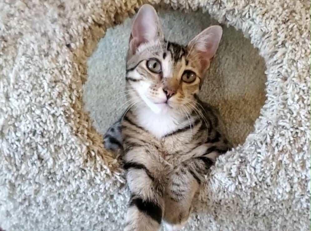 Enlarge Rosalina, a Adoptable Domestic Short Hair in Orlando, FL image 1/5