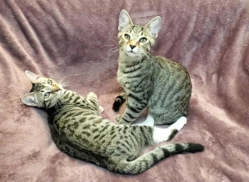 Enlarge Rosalina, a Adoptable Domestic Short Hair in Orlando, FL image 1/5