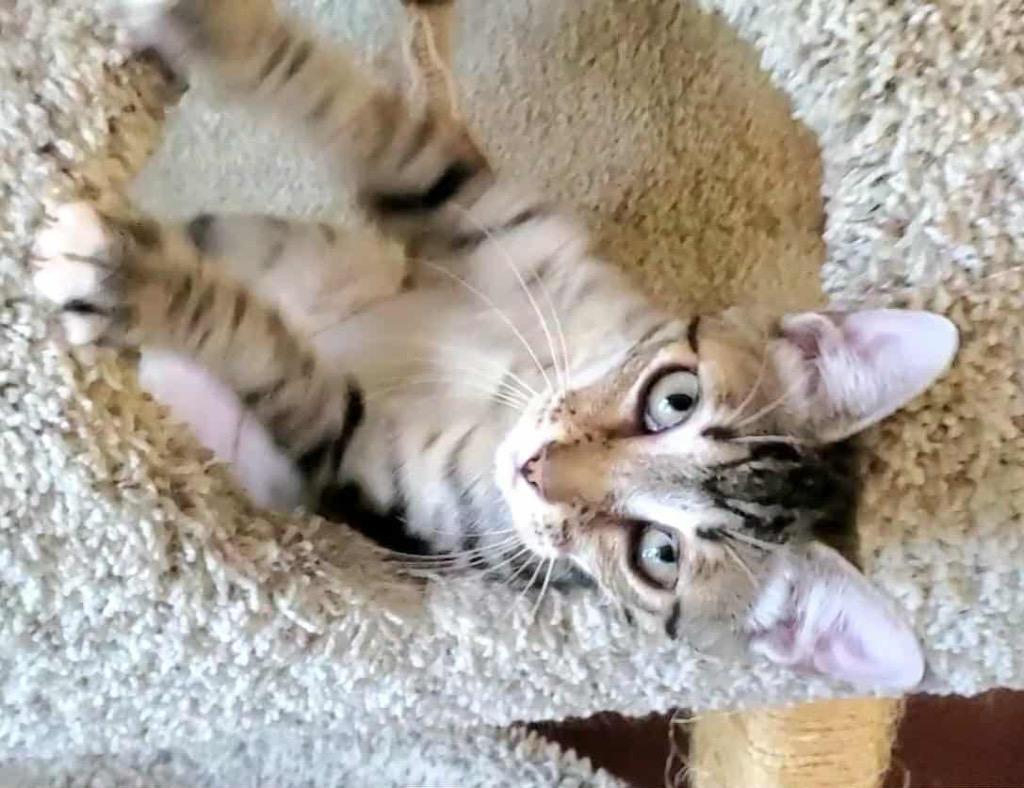 Enlarge Rosalina, a Adoptable Domestic Short Hair in Orlando, FL image 2/5