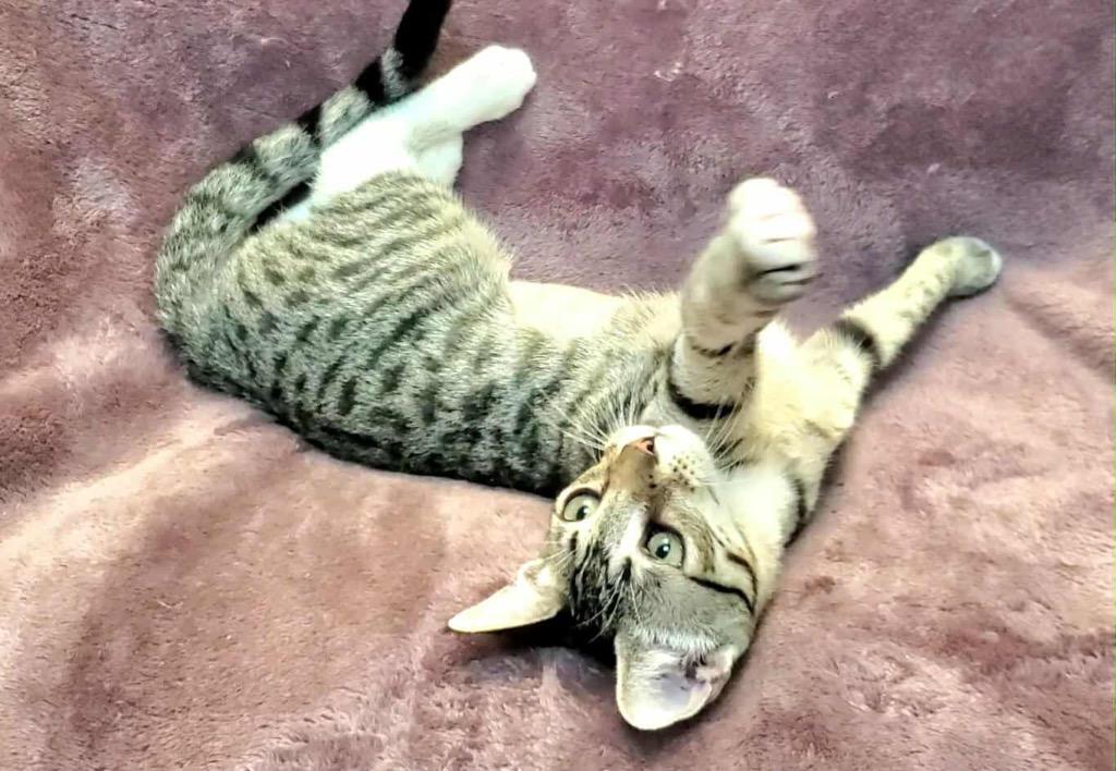 Enlarge Rosalina, a Adoptable Domestic Short Hair in Orlando, FL image 3/5