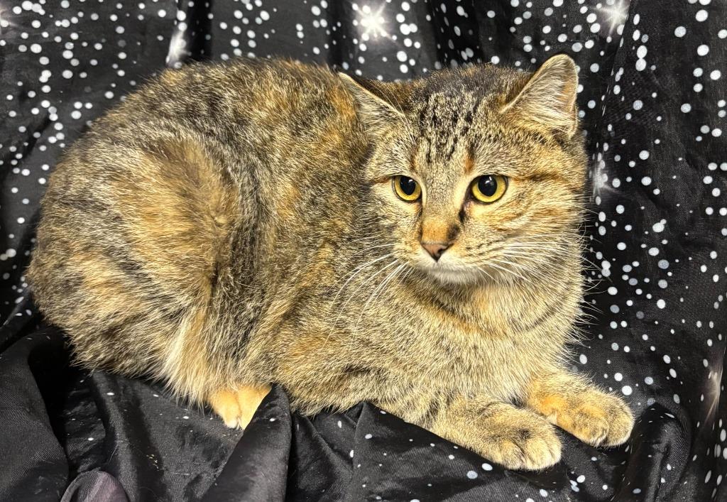 Trisha, Adoptable, Young Female Domestic Short Hair.