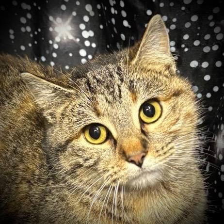 Trisha, a Adoptable mixed breed in Pittsfield, IL image 2/5