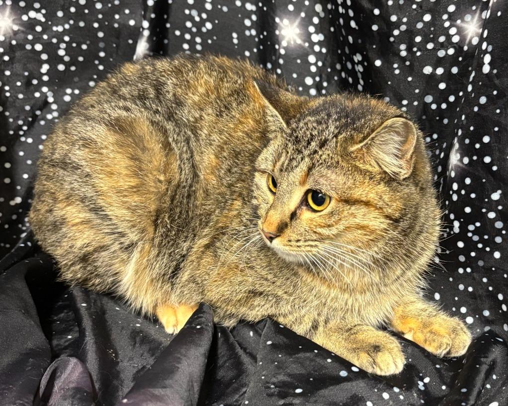 Trisha, a Adoptable mixed breed in Pittsfield, IL image 3/5