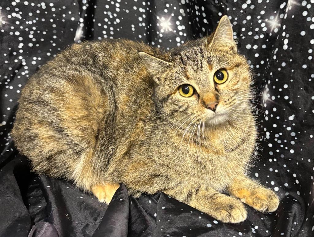Trisha, a Adoptable mixed breed in Pittsfield, IL image 4/5