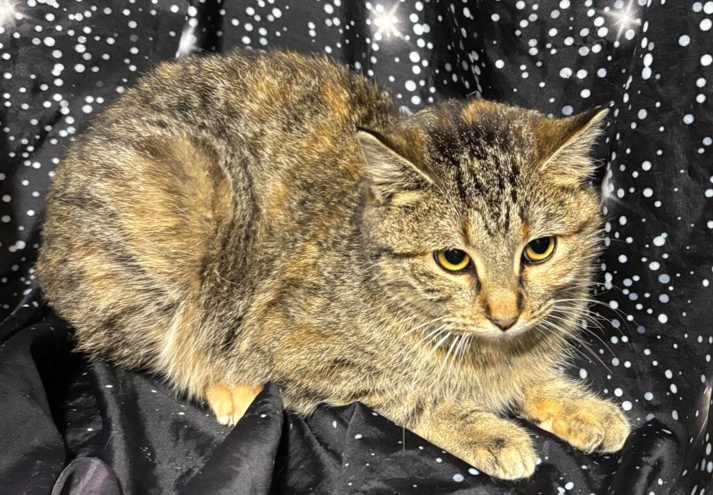 Trisha, a Adoptable mixed breed in Pittsfield, IL image 5/5