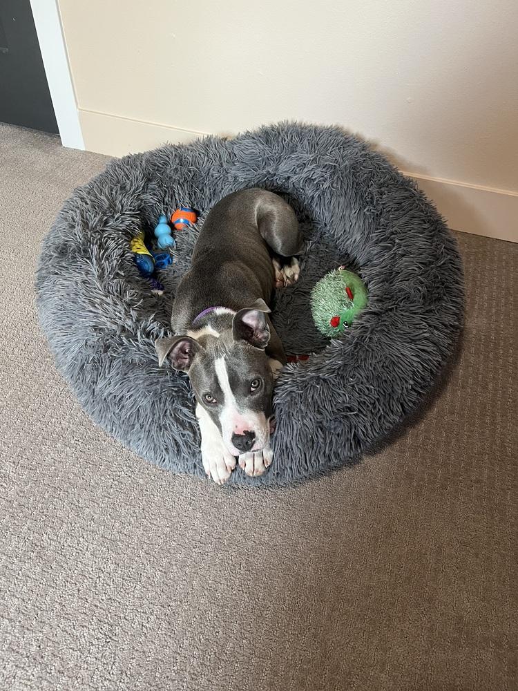 Rose, Adoptable, Puppy Female Pit Bull Terrier.