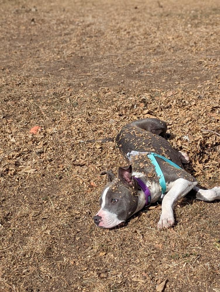 Enlarge Rose, a Adoptable mixed breed in Denver, CO image 2/5