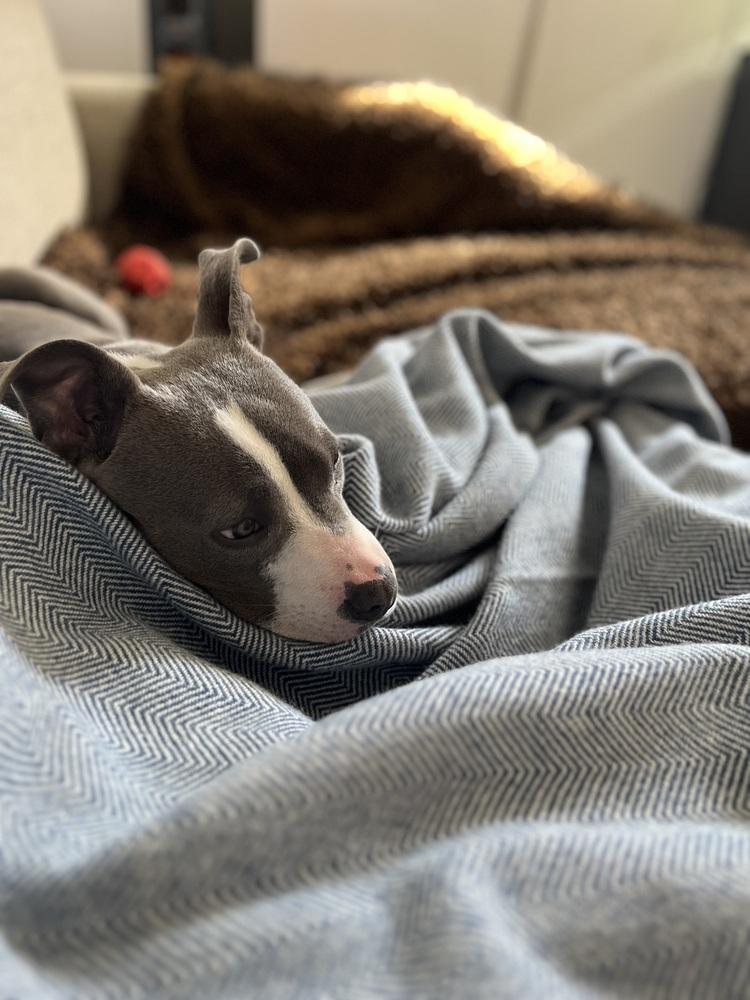 Enlarge Rose, a Adoptable mixed breed in Denver, CO image 3/5