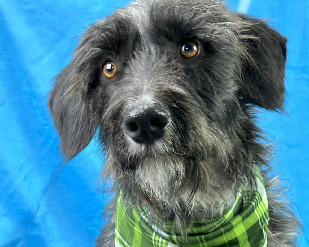 Charlie: A Survivor with a Rough Past and a Heart Ready to Heal, an adoptable Schnoodle, Schnauzer in Austin, TX, 78759 | Photo Image 2