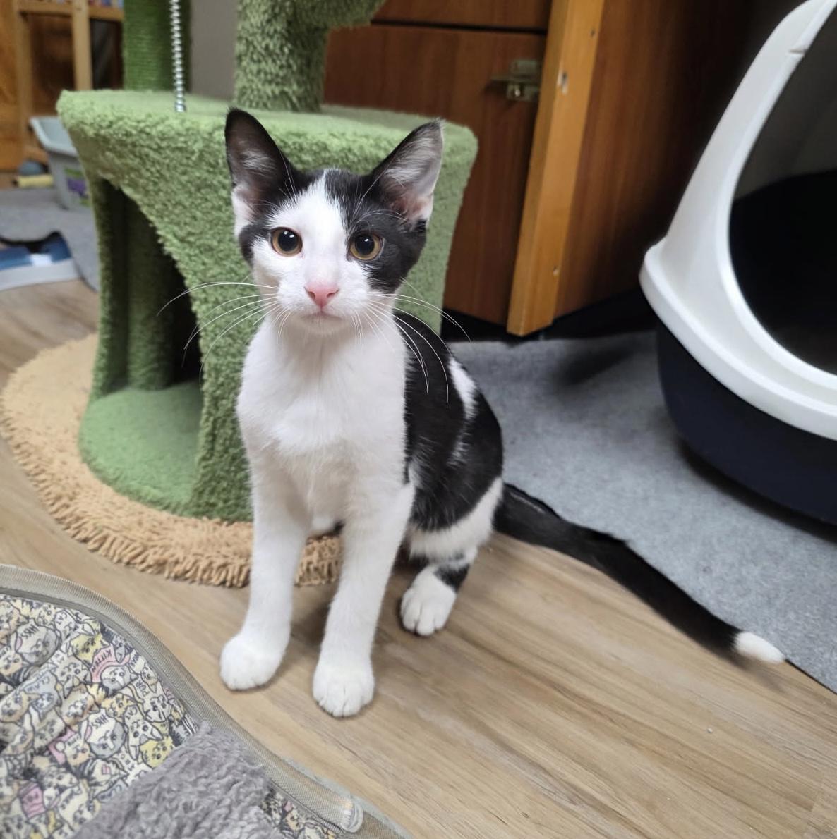 Solomon, Baby Male Domestic Short Hair