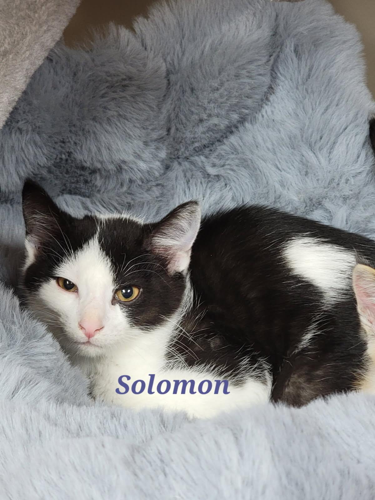 Solomon photo 2