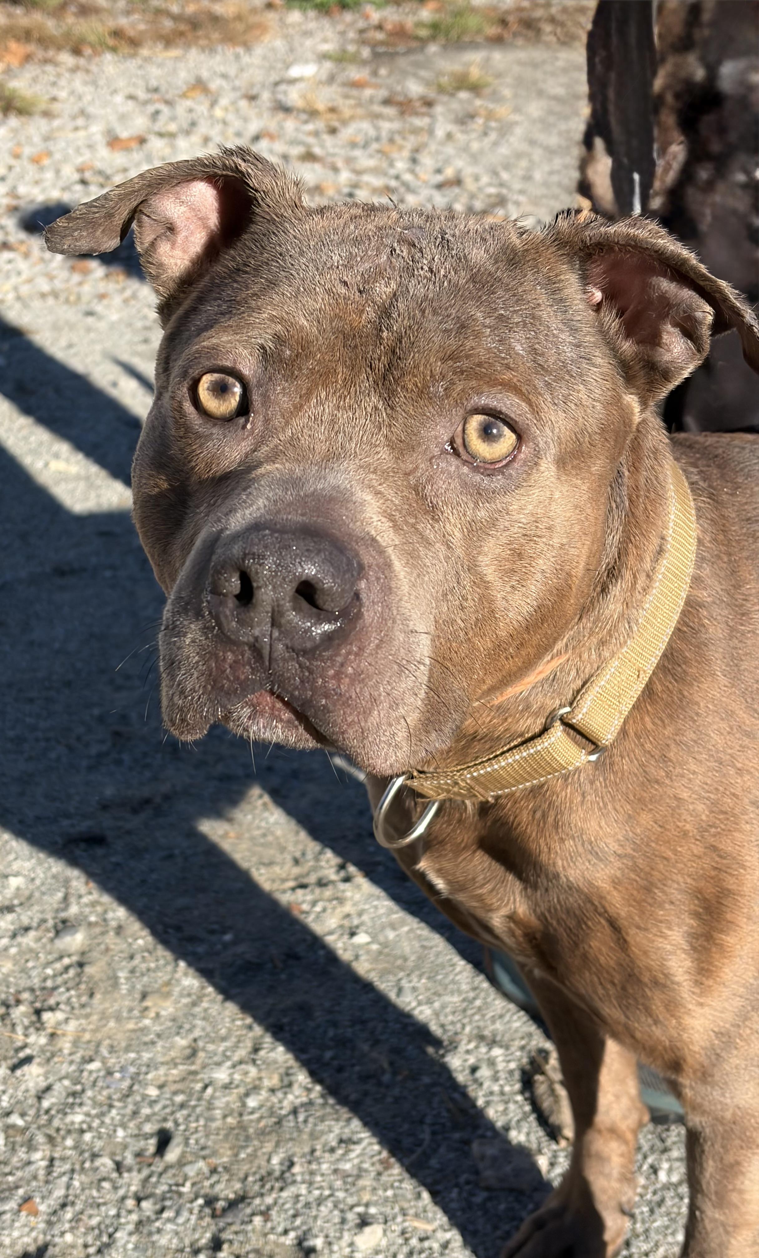 Shark, Adoptable, Young Male Pit Bull Terrier.