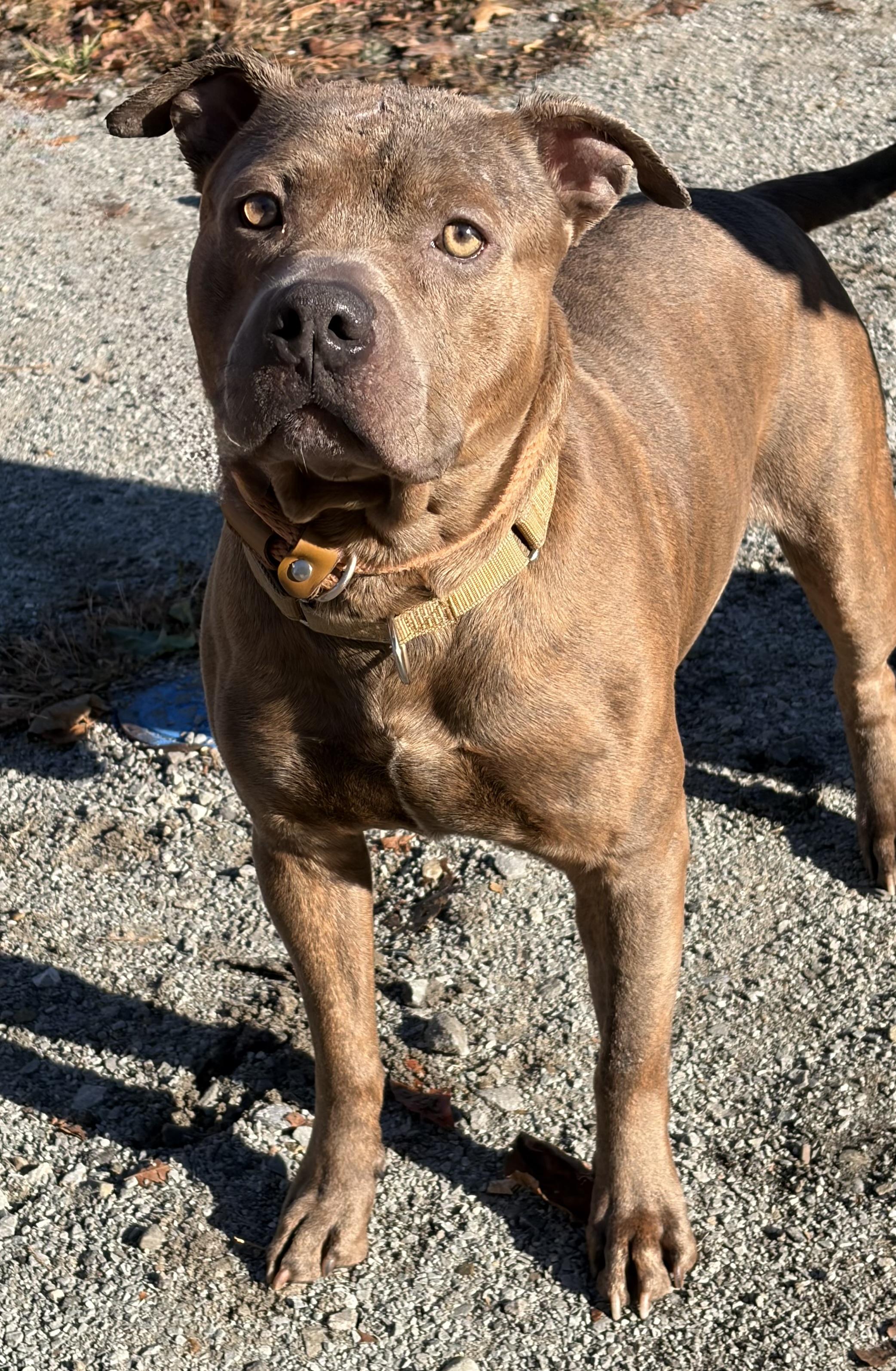Enlarge Shark, a Adoptable Pit Bull Terrier in McKeesport, PA image 4/6