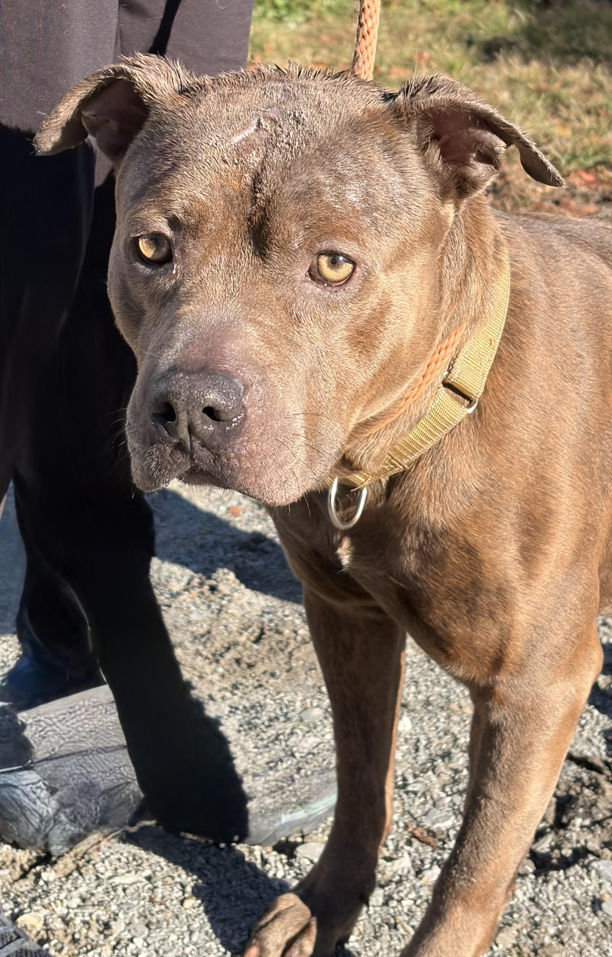 Enlarge Shark, a Adoptable Pit Bull Terrier in McKeesport, PA image 6/6