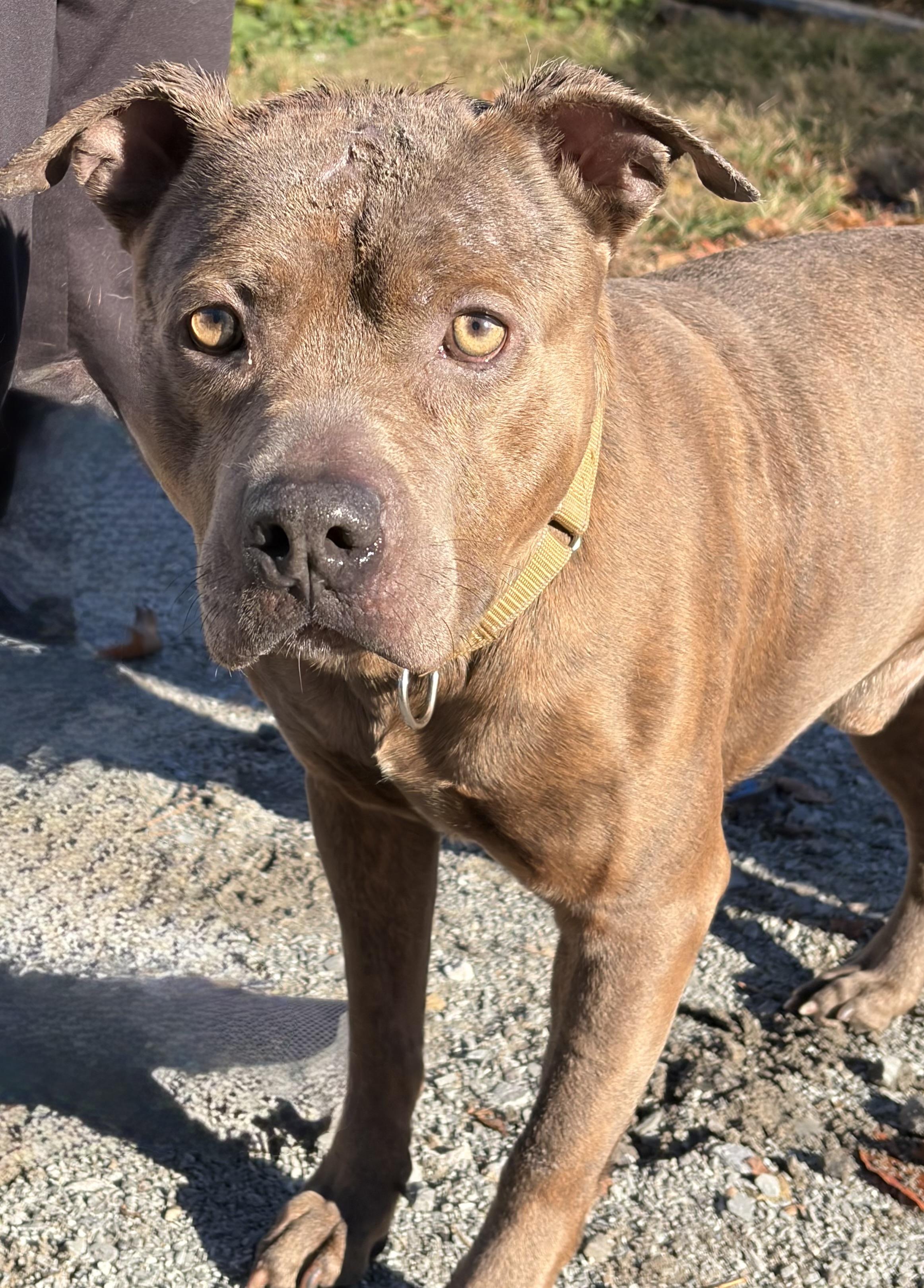 Enlarge Shark, a Adoptable Pit Bull Terrier in McKeesport, PA image 2/6