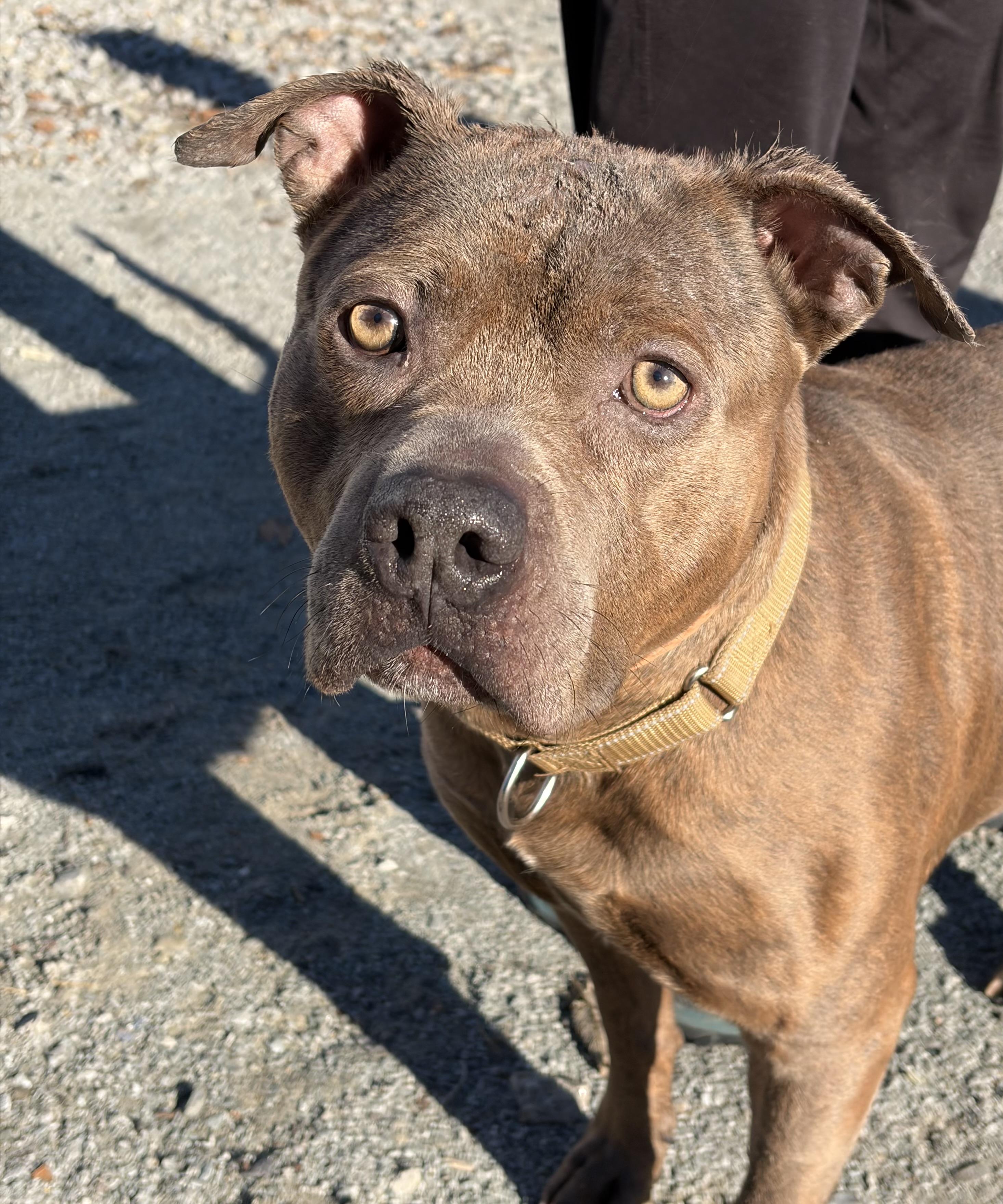 Enlarge Shark, a Adoptable Pit Bull Terrier in McKeesport, PA image 3/6