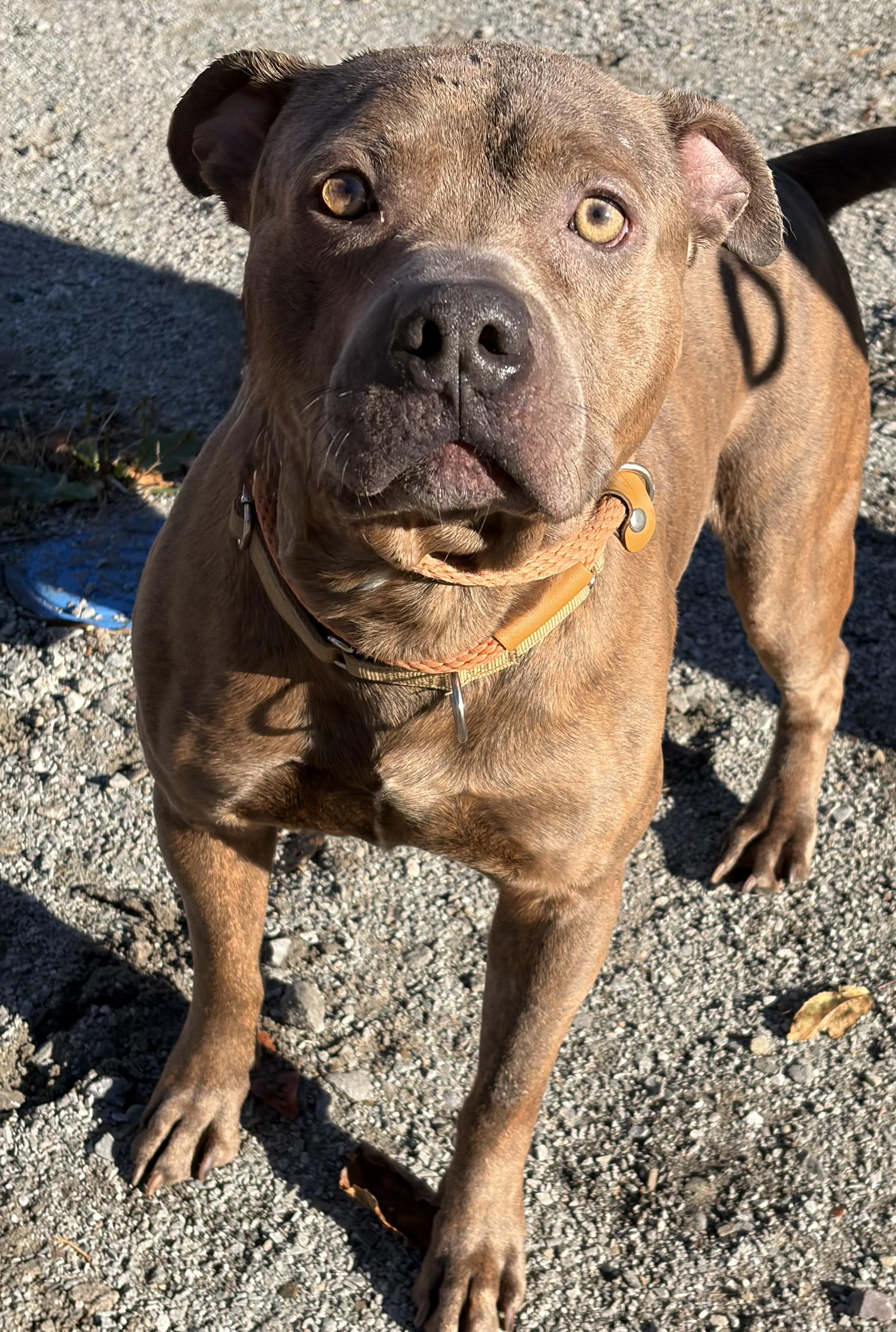 Enlarge Shark, a Adoptable Pit Bull Terrier in McKeesport, PA image 5/6