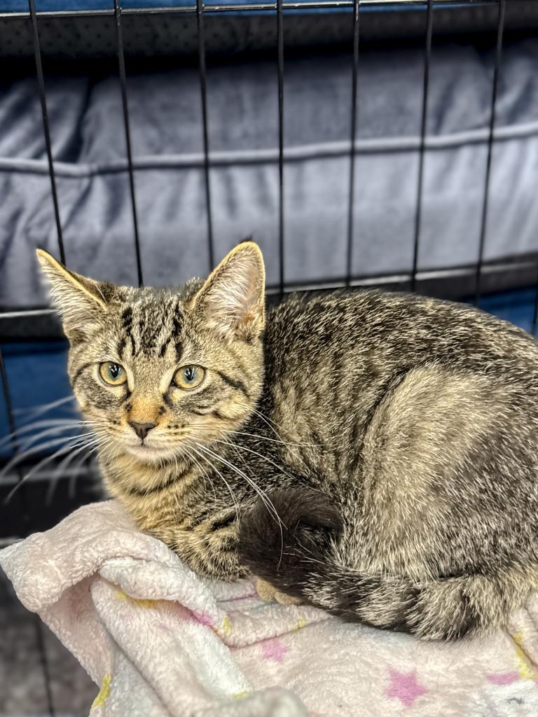 Steve McQueen, Adoptable, Young Male Domestic Short Hair.