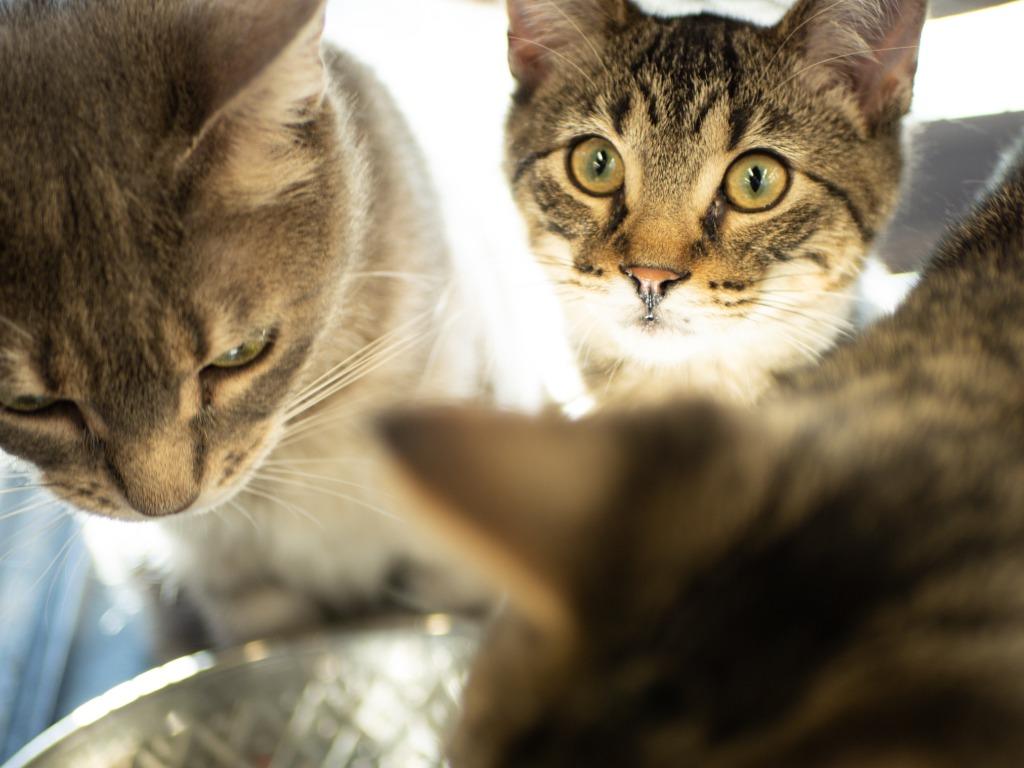 Enlarge Steve McQueen, a Adoptable mixed breed in Calgary, AB image 2/5