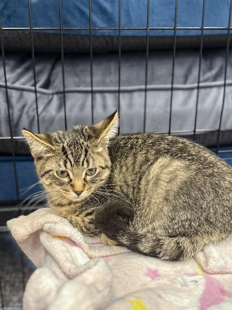 Enlarge Steve McQueen, a Adoptable mixed breed in Calgary, AB image 4/5