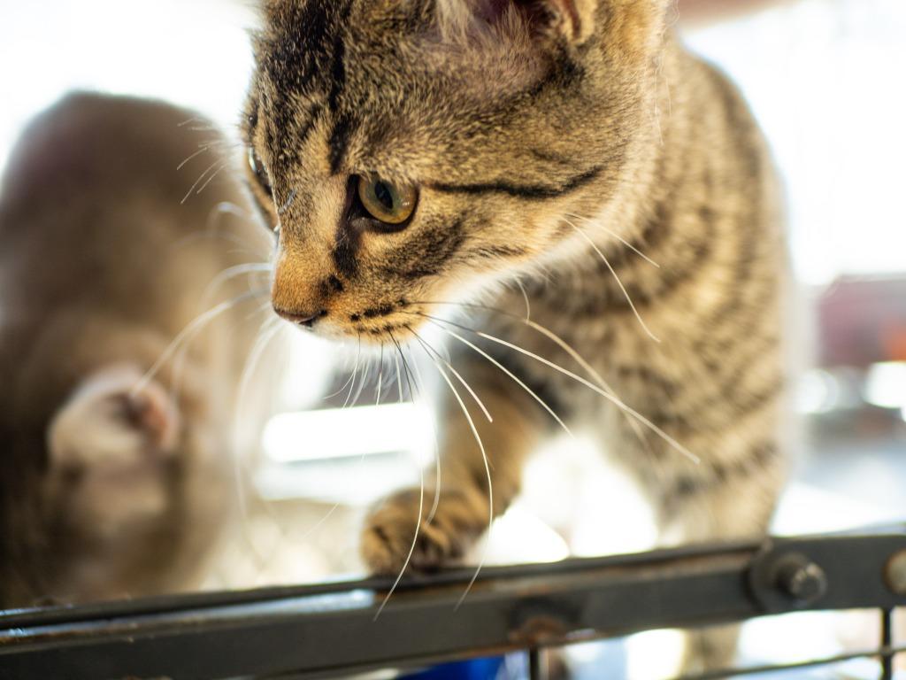 Enlarge Steve McQueen, a Adoptable mixed breed in Calgary, AB image 4/5