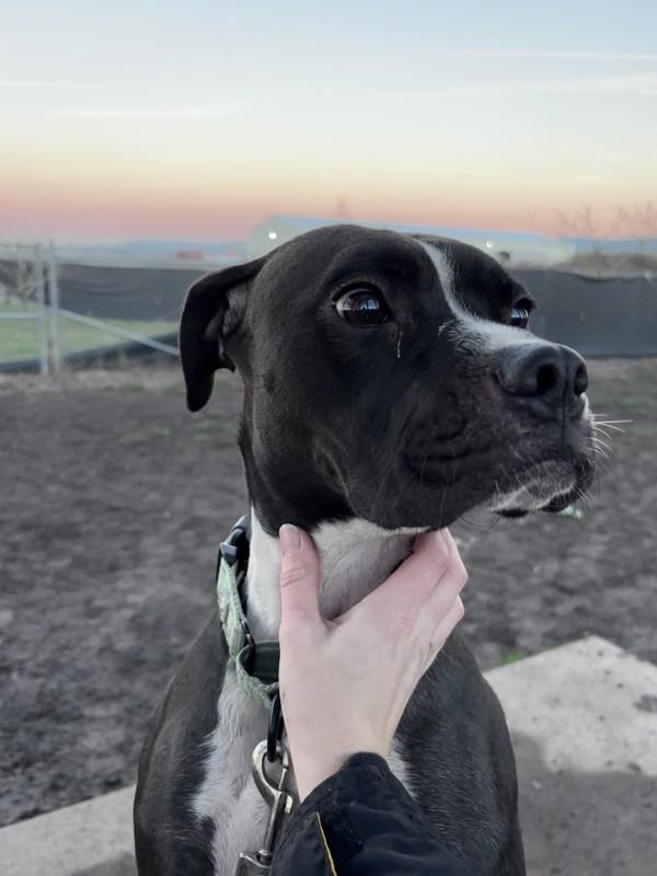 Dumpling, Adoptable, Young Female Boxer & Labrador Retriever.