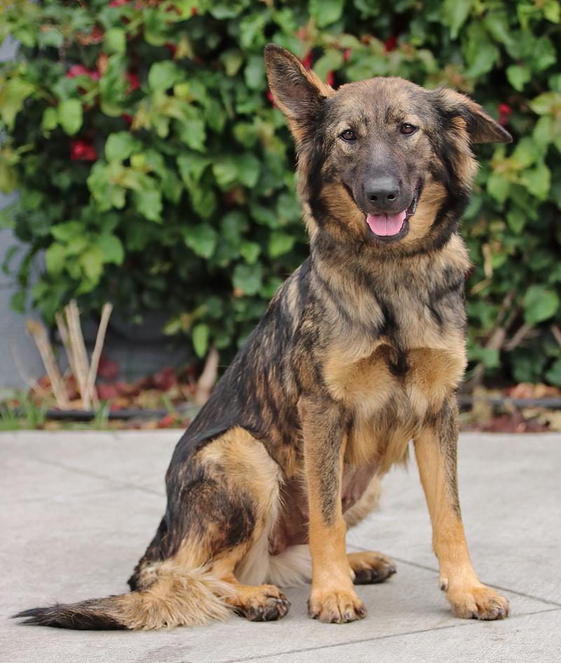 *Nala von Nidda