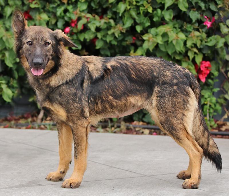 *Nala von Nidda