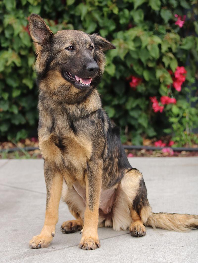 *Nala von Nidda